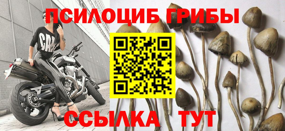 Галлюциногенные грибы Psilocybe Ступино